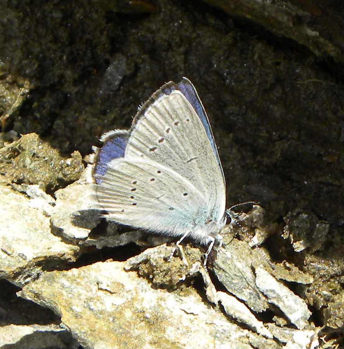 farfalla da identificare